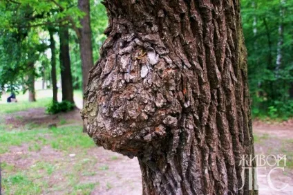 На що хворіють дерева і чагарники