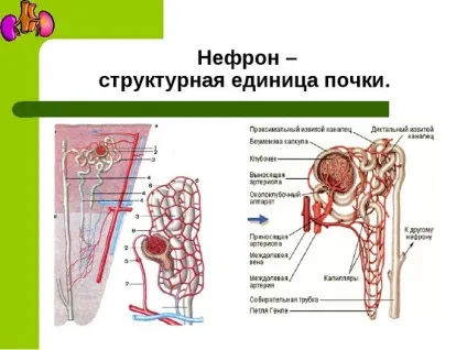 Людська нирка і фіброзна капсула пристрій і схема (людська) Людська нирка і фіброзна капсула пристрій і схема
