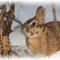 Чим закрити дупло в яблуні і як правильно вилікувати дерево (яблуні) Чим закрити дупло в яблуні і як правильно вилікувати дерево