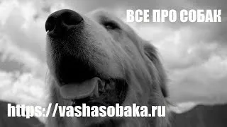 Чеський фоусек фото, опис, характеристика