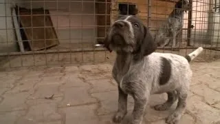 Чеський фоусек фото, опис, характеристика