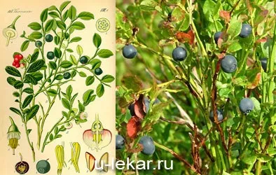 чорниця звичайна