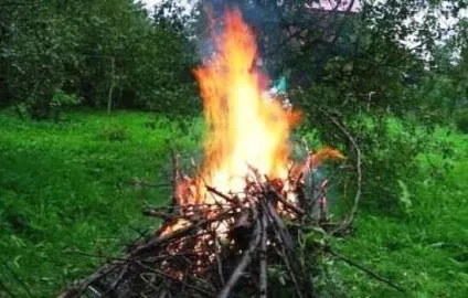 Частка дерев від кори, побілка від шкідників, восени, як зробити, способи, інструменти, фото, (побілка) Частка дерев від кори, побілка від шкідників, восени, як зробити, способи, інструменти, фото,
