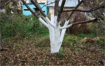Частка дерев від кори, побілка від шкідників, восени, як зробити, способи, інструменти, фото, (побілка) Частка дерев від кори, побілка від шкідників, восени, як зробити, способи, інструменти, фото,