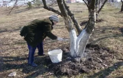 Частка дерев від кори, побілка від шкідників, восени, як зробити, способи, інструменти, фото, (дерев) Частка дерев від кори, побілка від шкідників, восени, як зробити, способи, інструменти, фото,