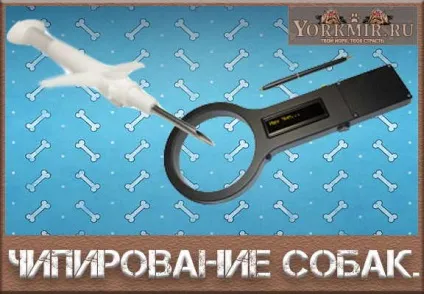 Чіпування собак, плюси і мінуси, ціна чіпування (проводиться чіпування собак) Чіпування собак, плюси і мінуси, ціна чіпування