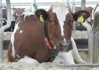 Що робити при закупорці стравоходу і здутті рубця у корів (корів) Що робити при закупорці стравоходу і здутті рубця у корів