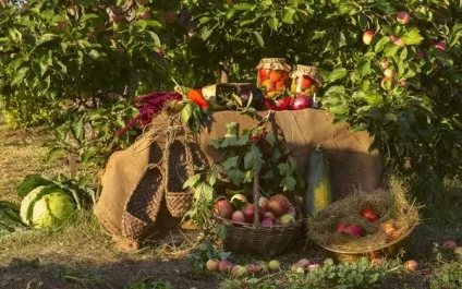 Що посадити під яблунею в саду відповідні квіти і овочі (овочі) Що посадити під яблунею в саду відповідні квіти і овочі