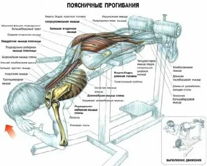 Що качає гиперєкстензия як правильно виконувати, завжди у формі! (Виконувати) Що качає гиперєкстензия як правильно виконувати, завжди у формі!