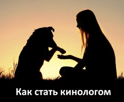 Що потрібно, щоб стати кінологом (кінологом) Що потрібно, щоб стати кінологом