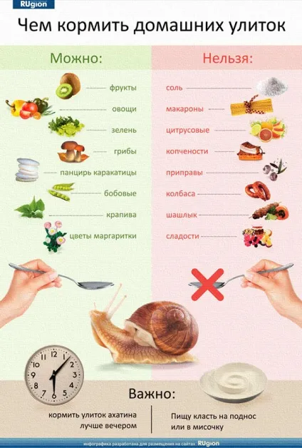 Що їдять равлики Ахатина в домашніх умовах, як годувати (як зміцнити панцир) Що їдять равлики Ахатина в домашніх умовах, як годувати
