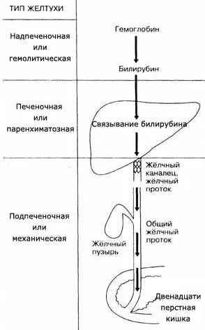 Що таке гемолітична жовтяниця (що таке гемолітична жовтяниця) Що таке гемолітична жовтяниця