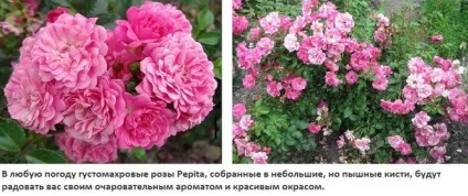 Що таке Пепіта