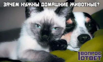 Що таке людина уявлення про людину з точки зору науки, релігії та філософії (людина) Що таке людина уявлення про людину з точки зору науки, релігії та філософії