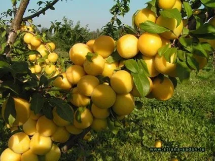 Що таке алича які сорти і види переважні (сорти) Що таке алича які сорти і види переважні