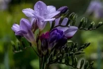 Квіти фрезия (60 фото) посадка і догляд, вирощування в саду, горщику, теплиці, розмноження насінням, (фрезия) Квіти фрезия (60 фото) посадка і догляд, вирощування в саду, горщику, теплиці, розмноження насінням,