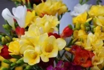 Квіти фрезия (60 фото) посадка і догляд, вирощування в саду, горщику, теплиці, розмноження насінням, (фрезия) Квіти фрезия (60 фото) посадка і догляд, вирощування в саду, горщику, теплиці, розмноження насінням,