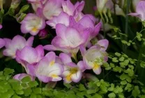 Квіти фрезия (60 фото) посадка і догляд, вирощування в саду, горщику, теплиці, розмноження насінням, (квіти) Квіти фрезия (60 фото) посадка і догляд, вирощування в саду, горщику, теплиці, розмноження насінням,