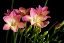 Квіти фрезия (60 фото) посадка і догляд, вирощування в саду, горщику, теплиці, розмноження насінням, (посадка) Квіти фрезия (60 фото) посадка і догляд, вирощування в саду, горщику, теплиці, розмноження насінням,