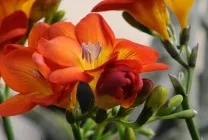 Квіти фрезия (60 фото) посадка і догляд, вирощування в саду, горщику, теплиці, розмноження насінням, (квіти) Квіти фрезия (60 фото) посадка і догляд, вирощування в саду, горщику, теплиці, розмноження насінням,