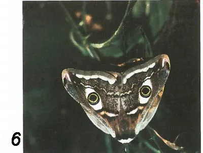 Що ж таке метелики Новомосковскть онлайн на indbooks (таке) Що ж таке метелики Новомосковскть онлайн на indbooks