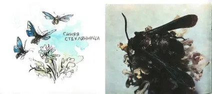 Що ж таке метелики Новомосковскть онлайн на indbooks (відрізнити метеликів інших) Що ж таке метелики Новомосковскть онлайн на indbooks