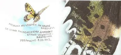 Що ж таке метелики Новомосковскть онлайн на indbooks (метеликів інших комах) Що ж таке метелики Новомосковскть онлайн на indbooks