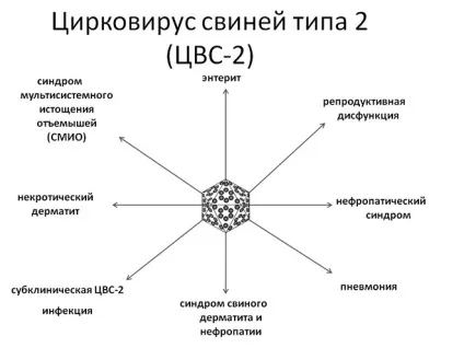 Цірковірусная інфекція свиней лікування, симптоми, причини (лікування) Цірковірусная інфекція свиней лікування, симптоми, причини