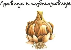 розподіл рослин