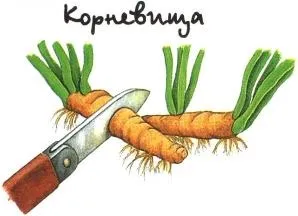 розподіл рослин