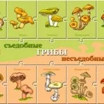 Дитячий дайвінг у скільки років починати - у знайки