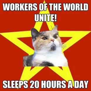 день котика