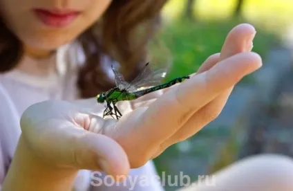 Дітям про комах