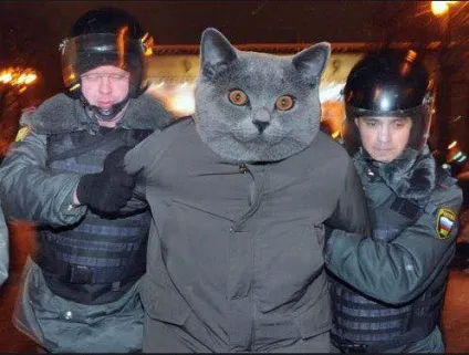 день котика