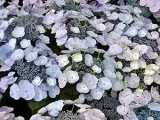 Домашні лікарські рослини і їх властивості (лікарські рослини) Домашні лікарські рослини і їх властивості