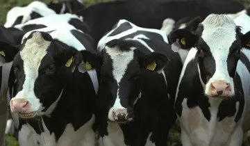 Доїння корів повинно виконуватися регулярно з метою профілактики маститу