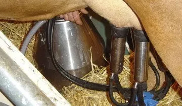 Доїння корів повинно виконуватися регулярно з метою профілактики маститу