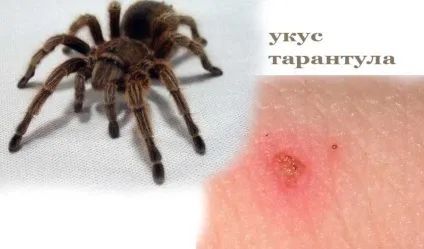 Домашній тарантул, зміст, харчування, розмноження (одного разу тиждень) Домашній тарантул, зміст, харчування, розмноження