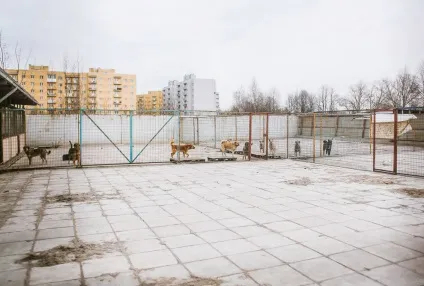 Будинок для бездомних тварин, фото новини (тварин) Будинок для бездомних тварин, фото новини