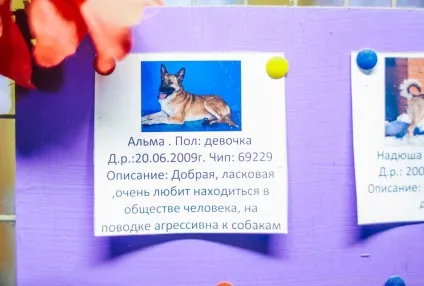 Будинок для бездомних тварин, фото новини (будь-який момент може) Будинок для бездомних тварин, фото новини