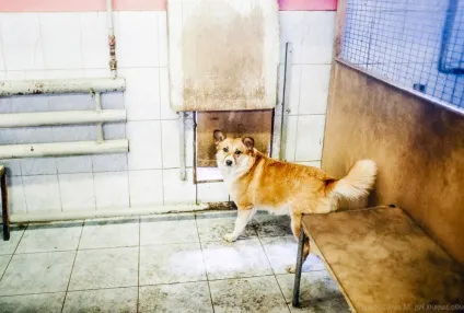 Будинок для бездомних тварин, фото новини (фото) Будинок для бездомних тварин, фото новини