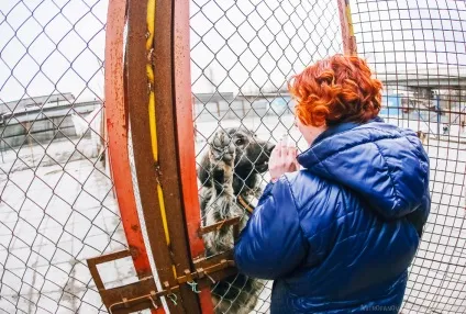 Будинок для бездомних тварин, фото новини (може вийти вулицю) Будинок для бездомних тварин, фото новини