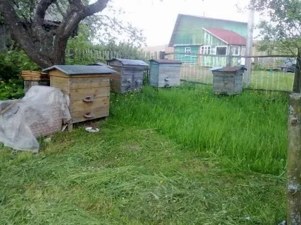 видобуток меду