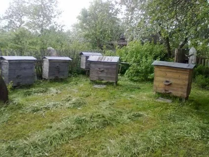 видобуток меду