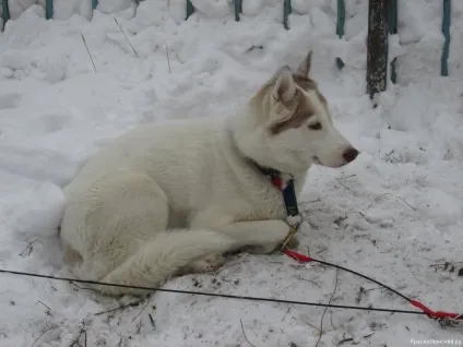 будинки емо