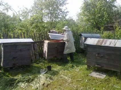 видобуток меду