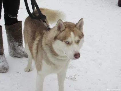 будинки емо
