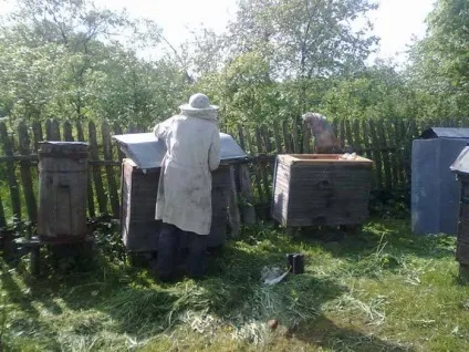 видобуток меду