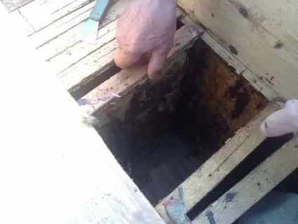 видобуток меду