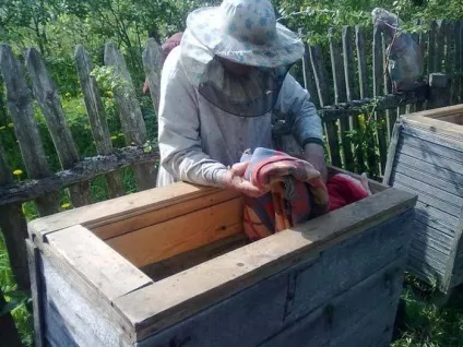 видобуток меду